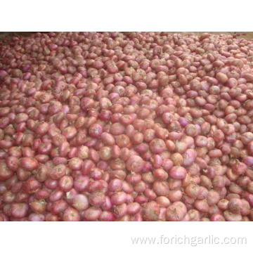 New crop Red onion